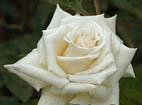 unknow artist Realistic White Rose